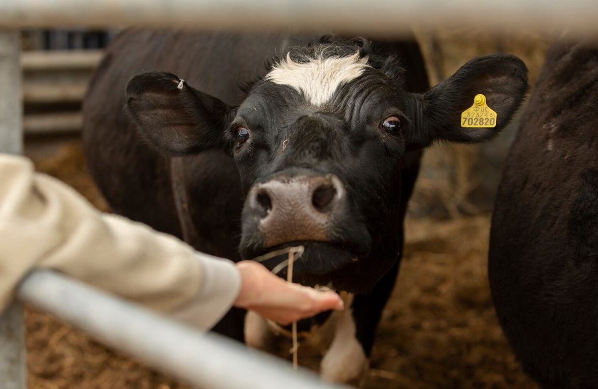 Животноводство остается инвестиционно привлекательным