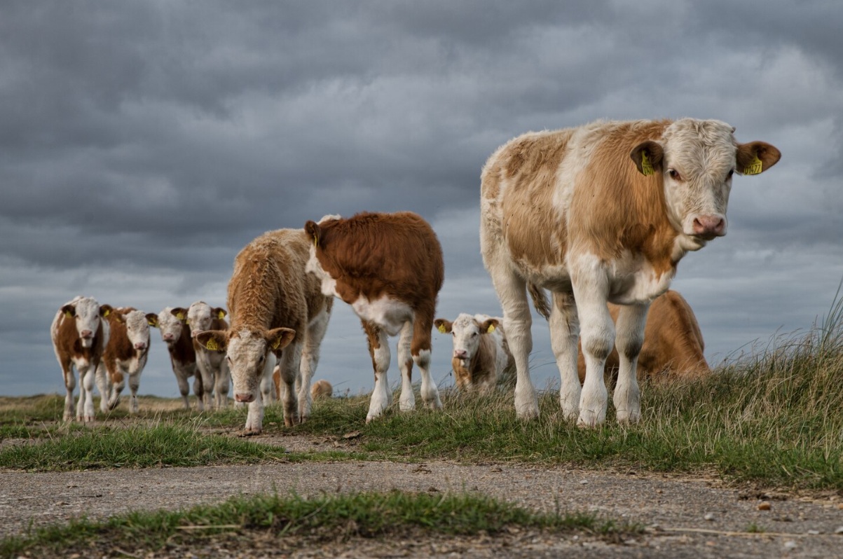 В Пермском крае подвели итоги по поголовью скота на конец 2025 года