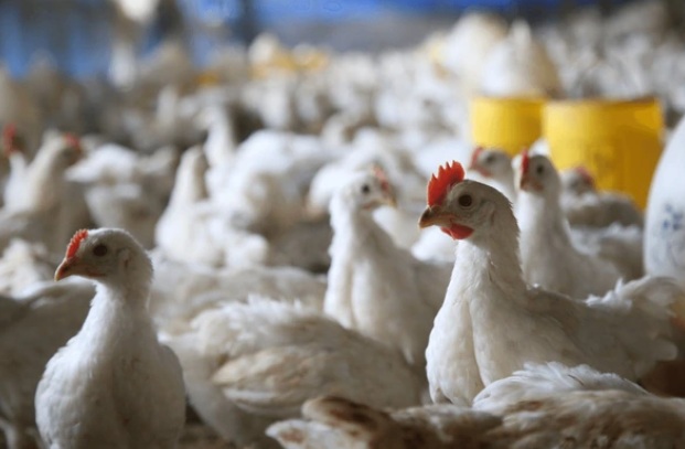 Российский рынок мяса птицы в феврале 2026 года