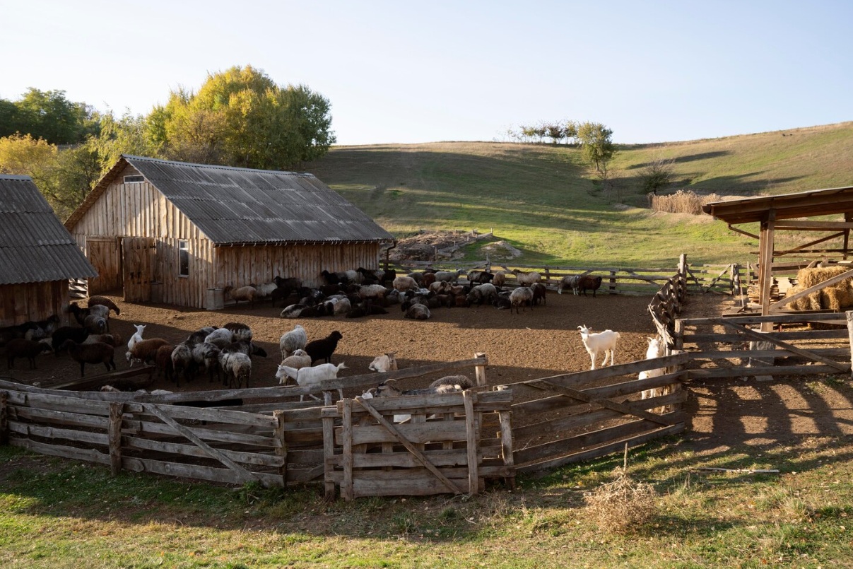 Хозяйствам Красноярского края возместят часть затрат на содержание сельхозживотных и товарной рыбы