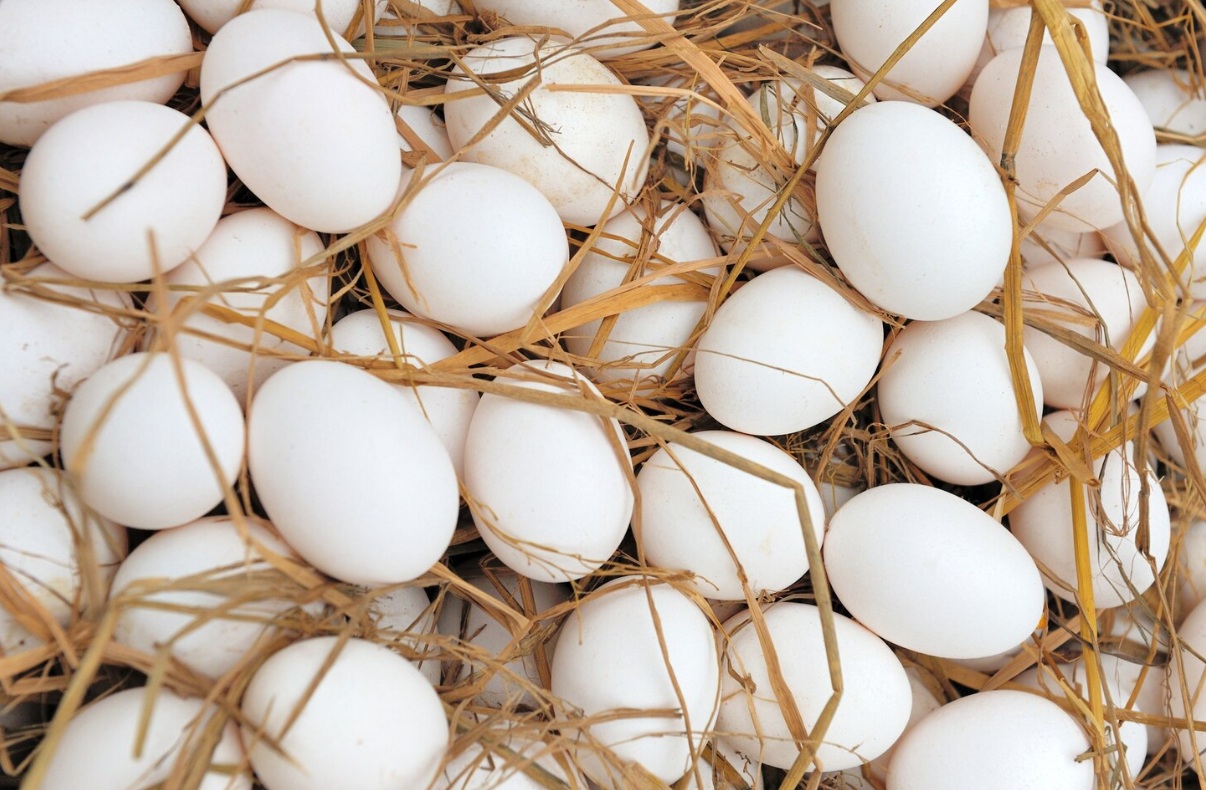 Производство яиц в Астраханской области в I квартале осталось на уровне 112 млн штук