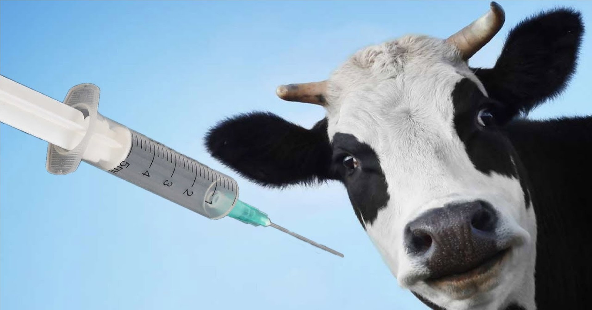 Boehringer Ingelheim выводит на рынок вакцину нового поколения для профилактики мастита