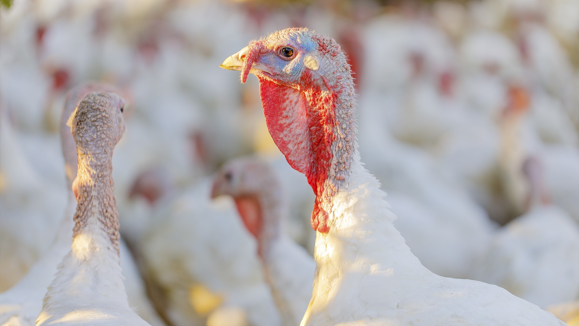 Петербургские ветеринары разработали тест, позволяющий выявлять геморрагический энтерит у индеек без лаборатории