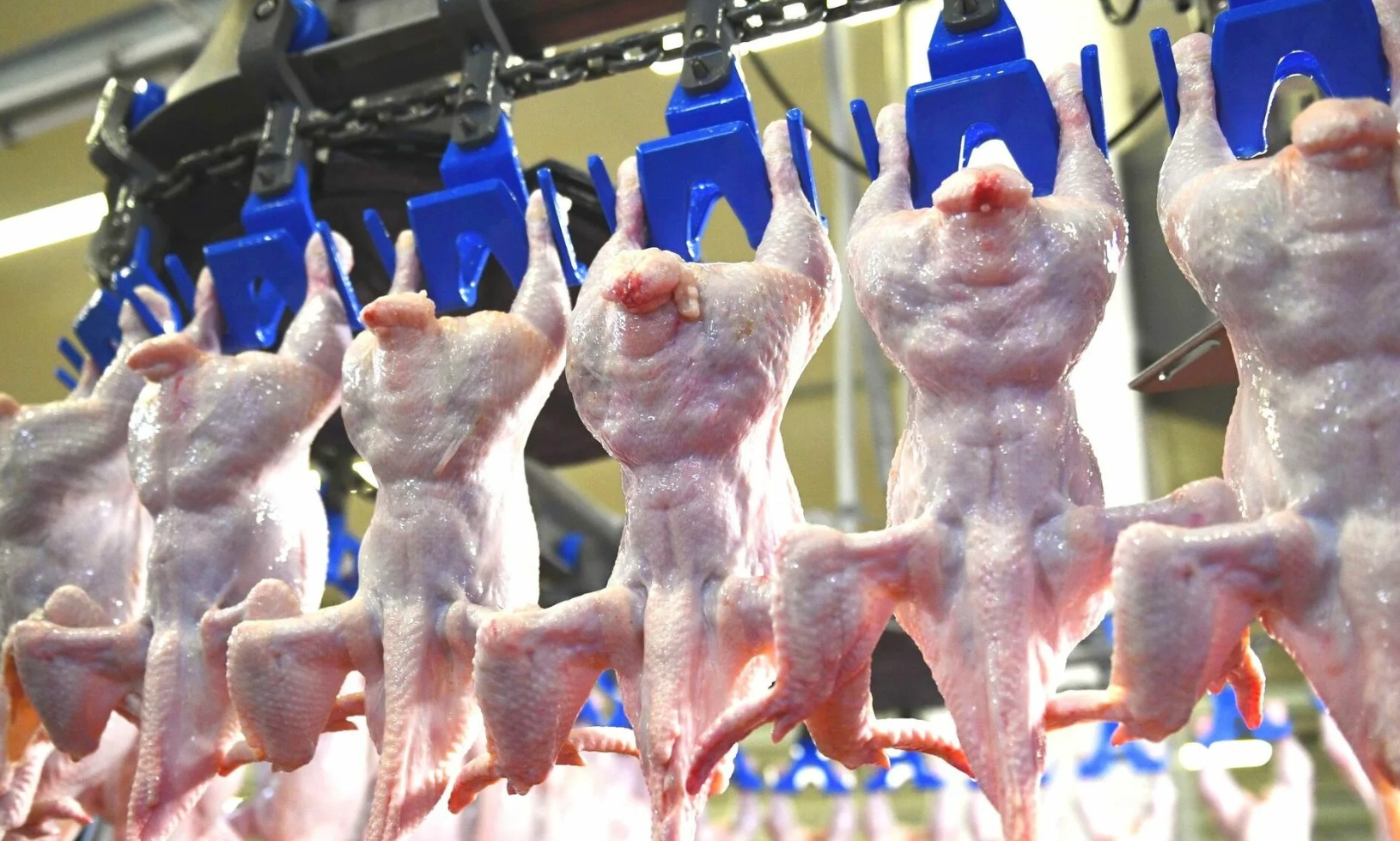 Сельхозпредприятия Ленобласти сократили производство мяса птицы
