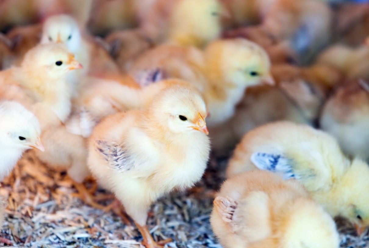 NestBorn меняет подход к инкубации: технология вывода цыплят непосредственно на птицеферме набирает популярность