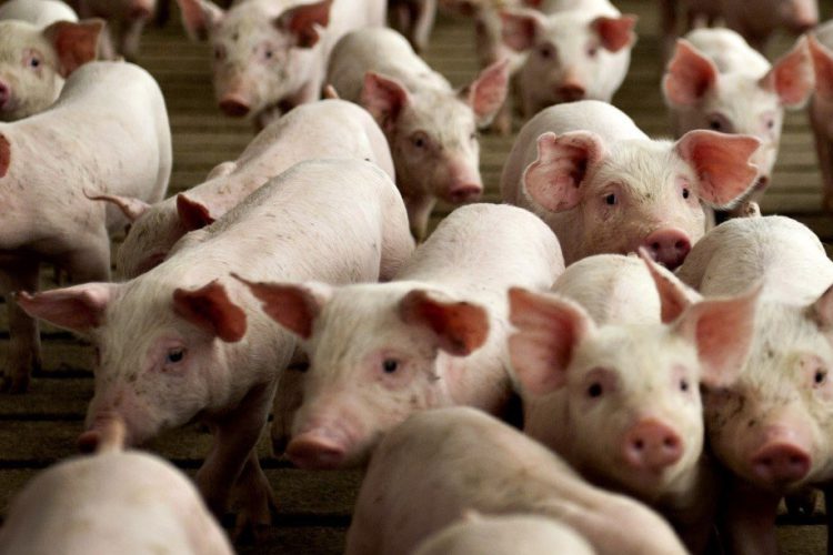 В Орловской области неожиданно снизилось поголовье свиней
