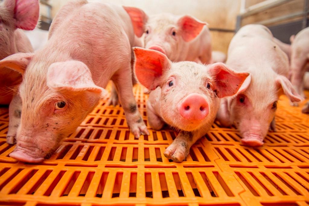 Оптовые цены на свинину в России резко выросли