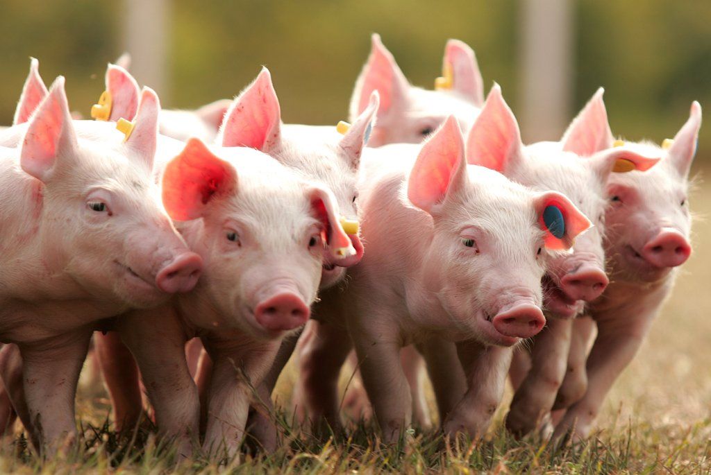 Мониторинг цен на свинину в России и за рубежом, данные на 18 января 2023 года