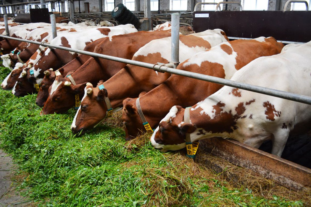Новая роботизированная ферма на 140 молочных коров запущена в Нижегородской области