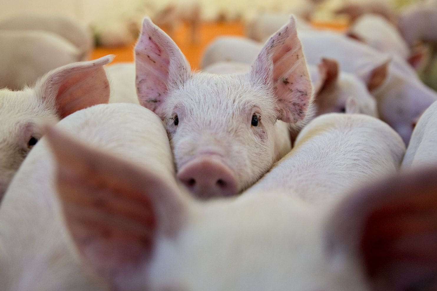 Мониторинг цен на свинину в России и за рубежом, данные на 01 февраля 2023 года