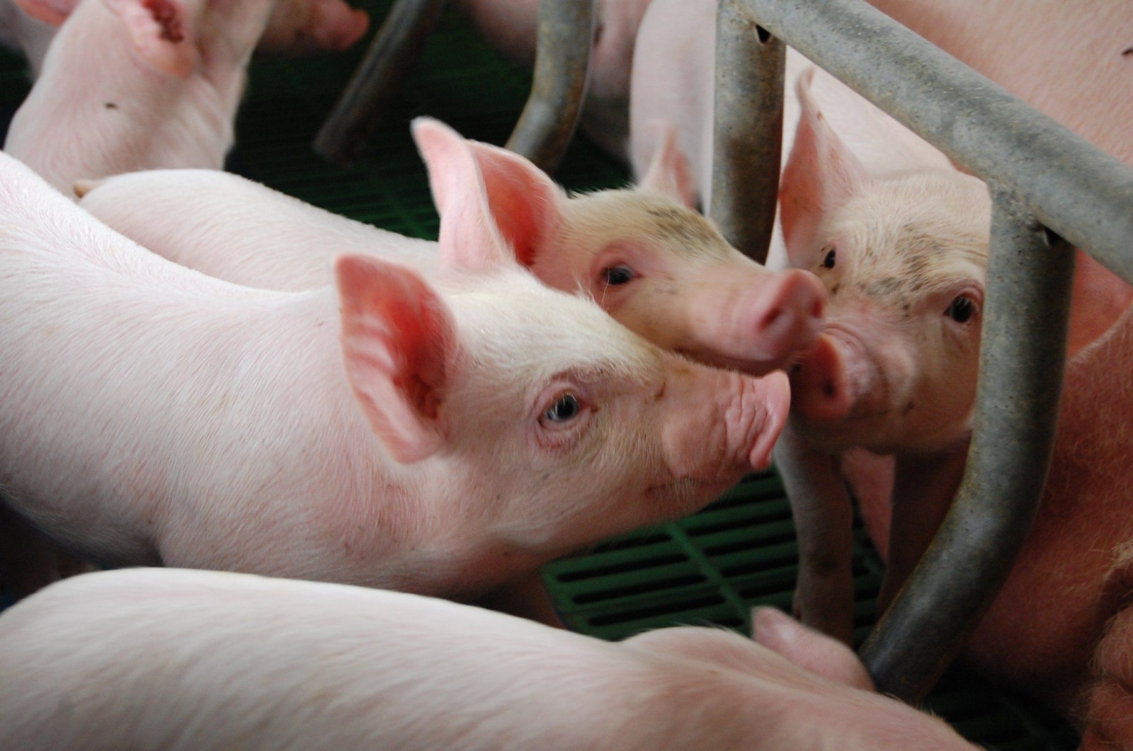 Опубликован рейтинг крупнейших производителей свинины в РФ ТОП-20 за 2022 год