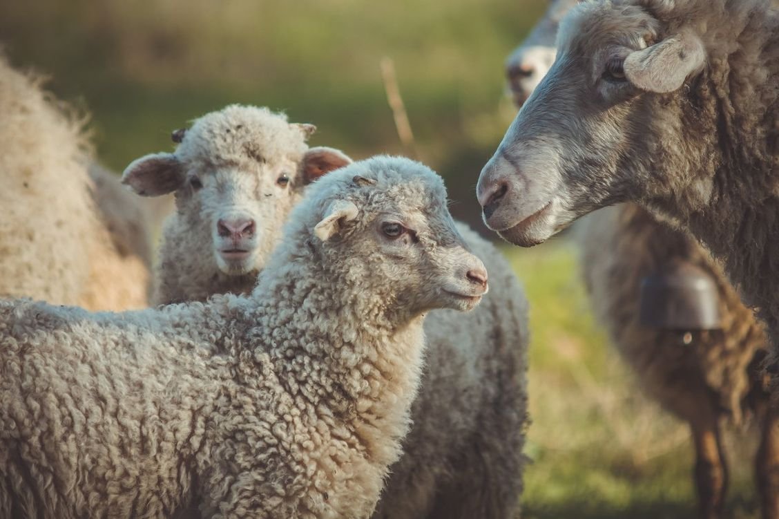 Ферму для молочных овец построят в городском округе Шаховская