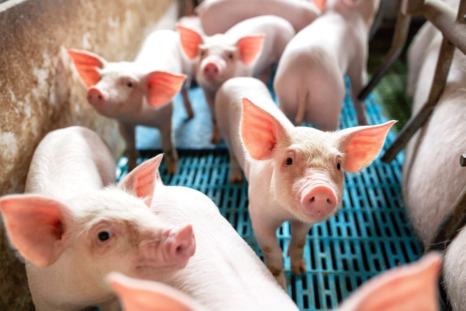 Мониторинг цен на свинину в России и за рубежом, данные на 09 марта 2023 года