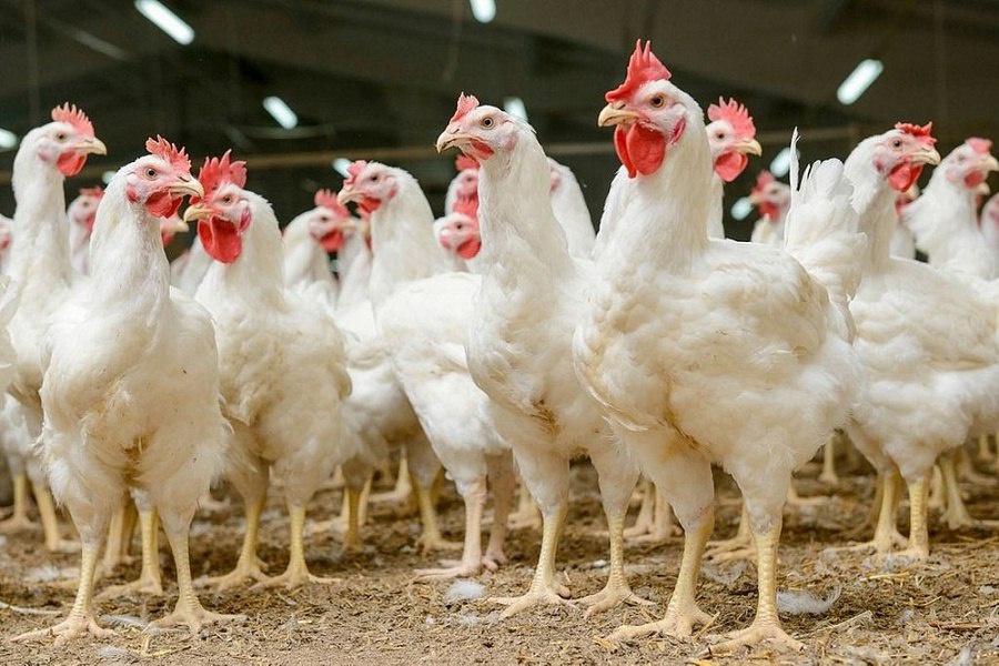 В Подмосковье птицефабрика Элинар-Бройлер произвела более 11 тыс. тонн мяса птицы с начала года