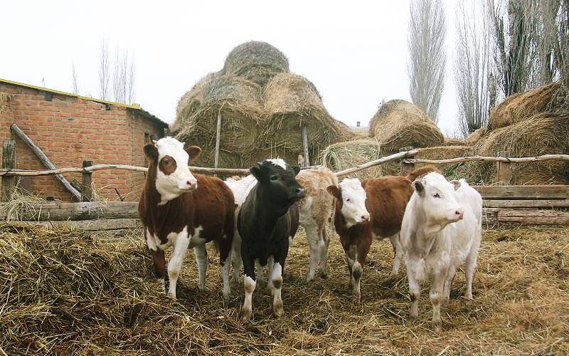 Фермеры и крестьяне Хакасии вынуждены массово вывозить мясо в Красноярский край