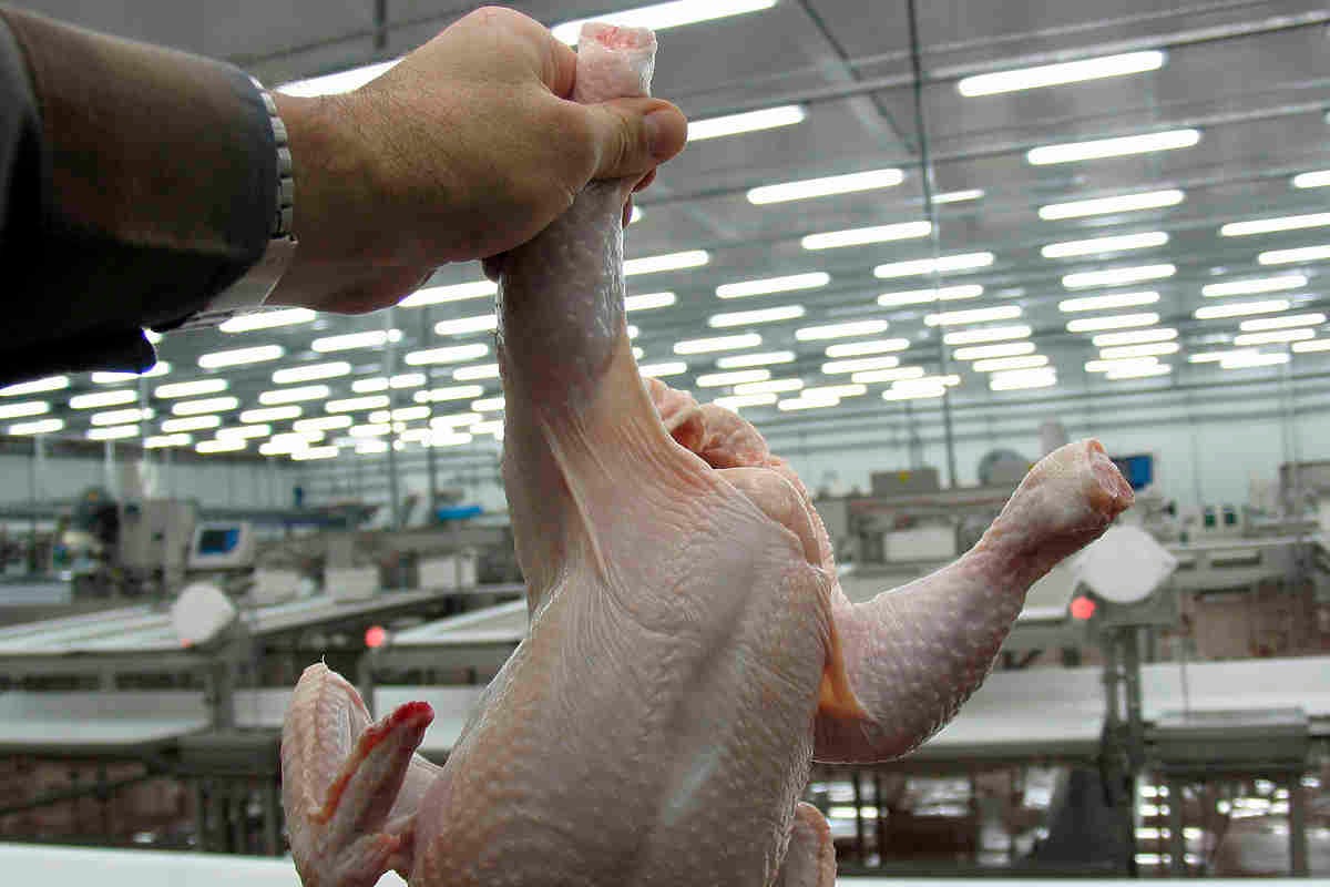 В России вновь наметилось повышение цен на курятину