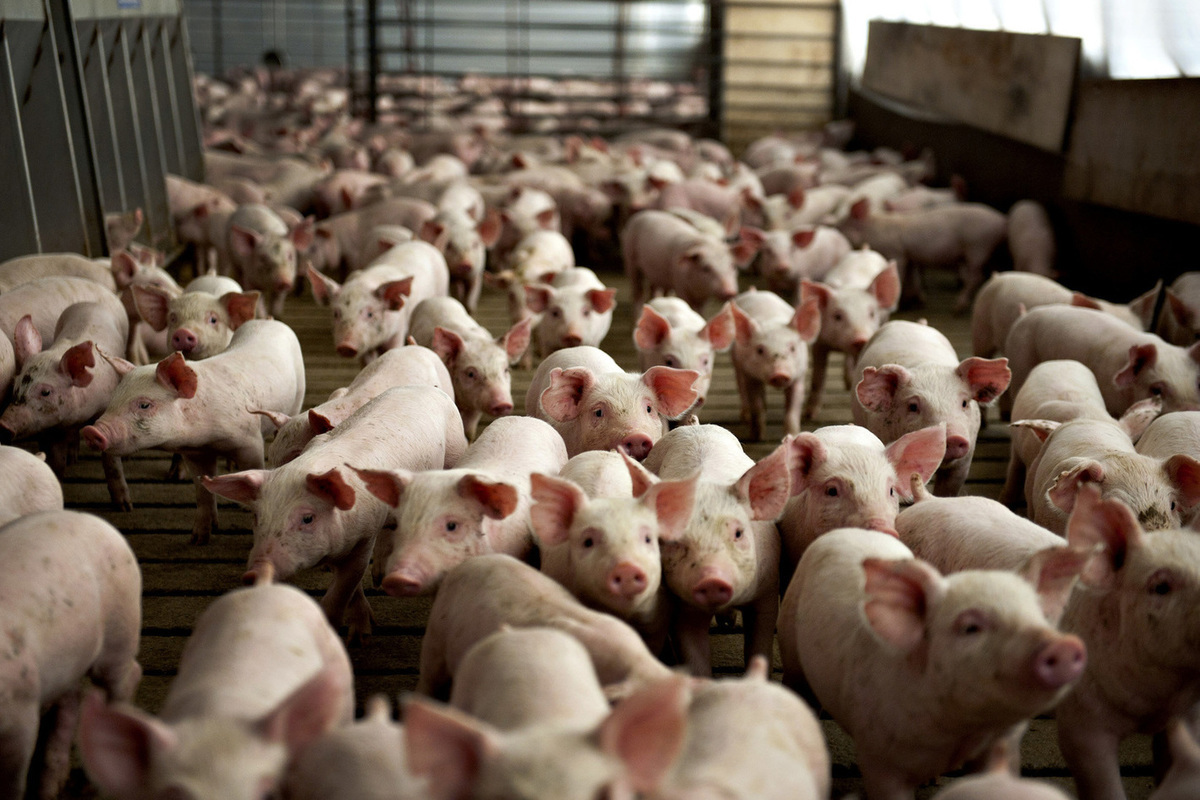 Курский производитель отправил первую партию свиного шпика в Туркменистан