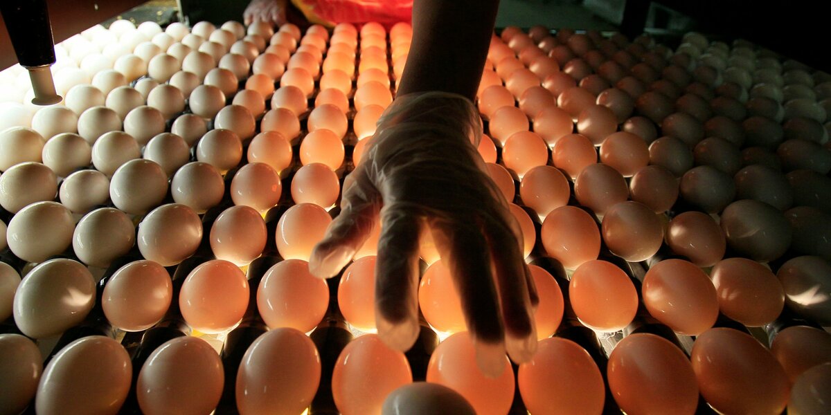 В Башкирию из Канады и Словакии поступают инкубационные яйца сельскохозяйственной птицы