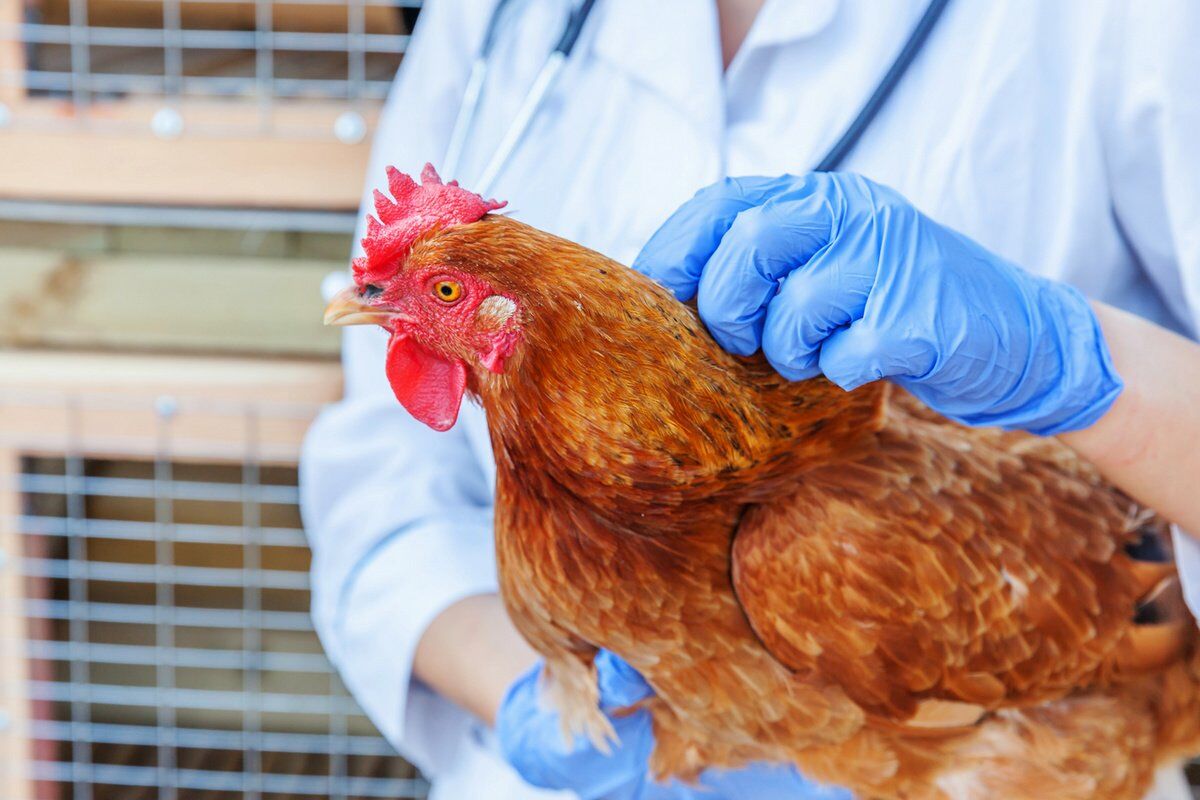На ярославской птицефабрике уничтожили 900 тыс. кур после вспышки гриппа птиц