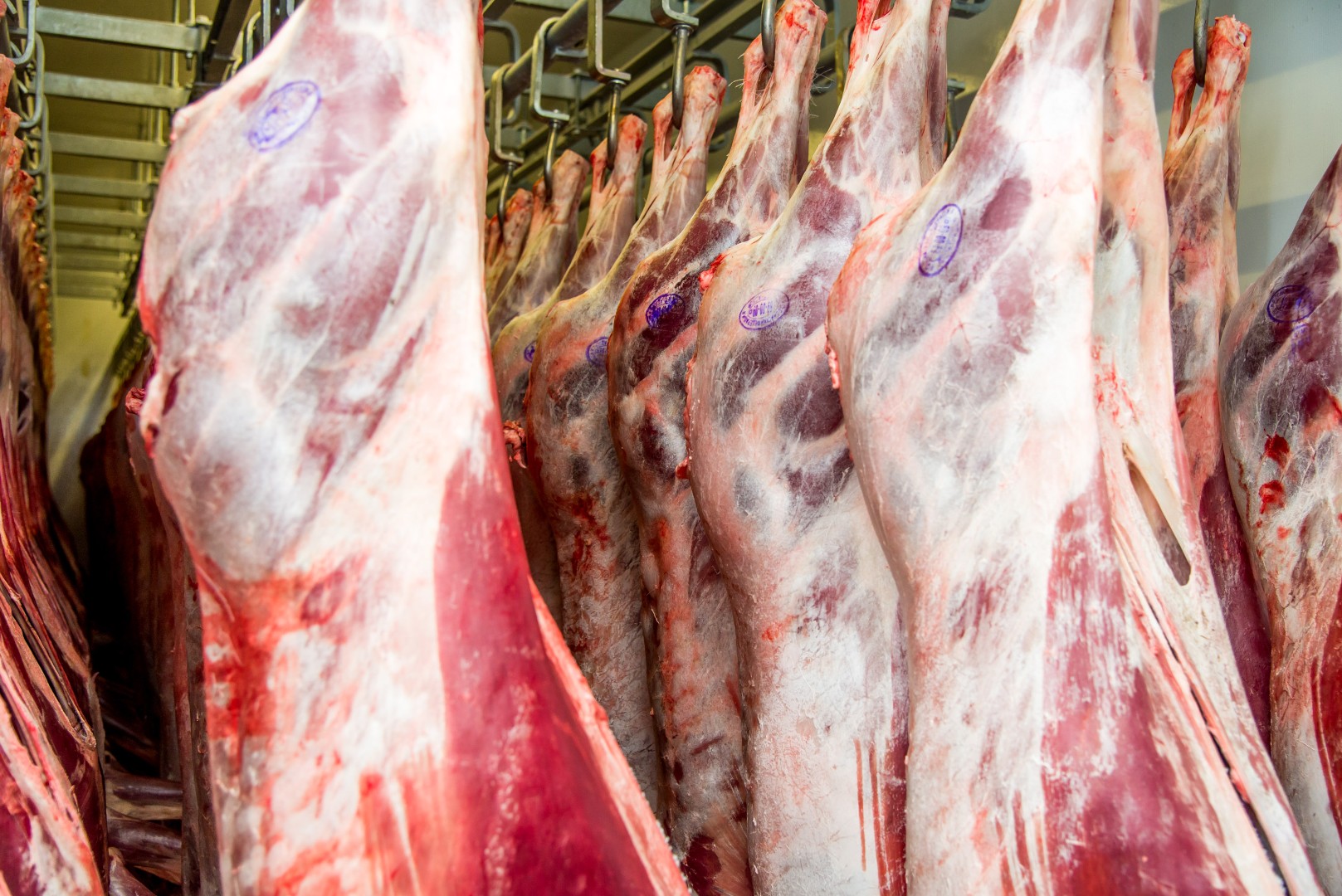 В Кораблинском районе Рязанской области началось строительство цеха по переработке мяса
