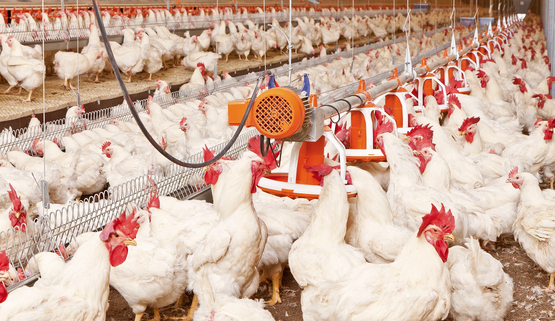 Российский рынок мяса птицы в январе-апреле 2019 г.