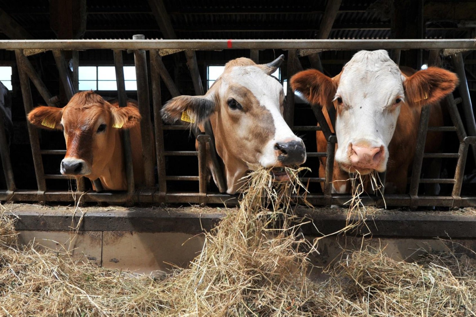 Сельскохозяйственное производство животных. Животноводство. Сельское хозяйство животноводство. Молочное животноводство. Молочно мясное скотоводство.