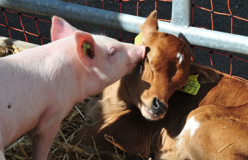Производство мяса в Смоленской области в I полугодии выросло в 1,6 раза, молока - на 4,9%