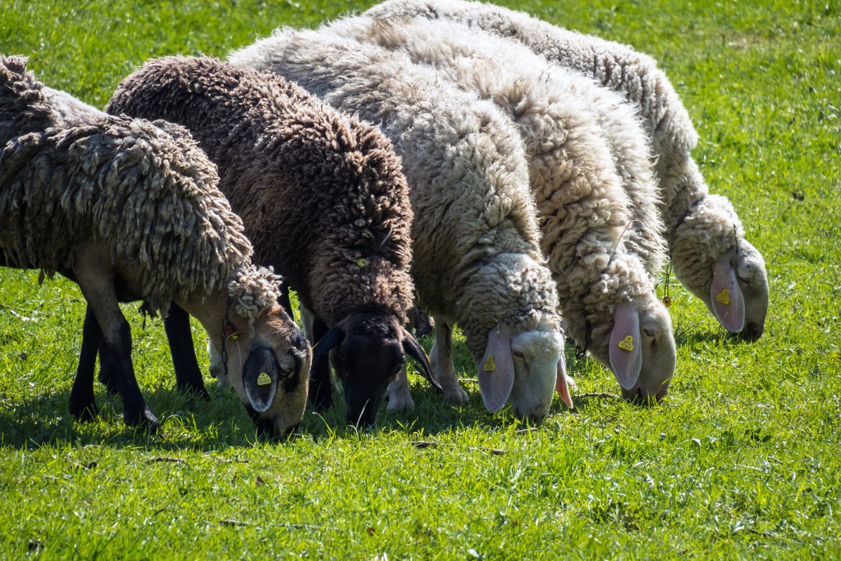 Ставропольские генетики приступили к решению задач импортозамещения в овцеводстве