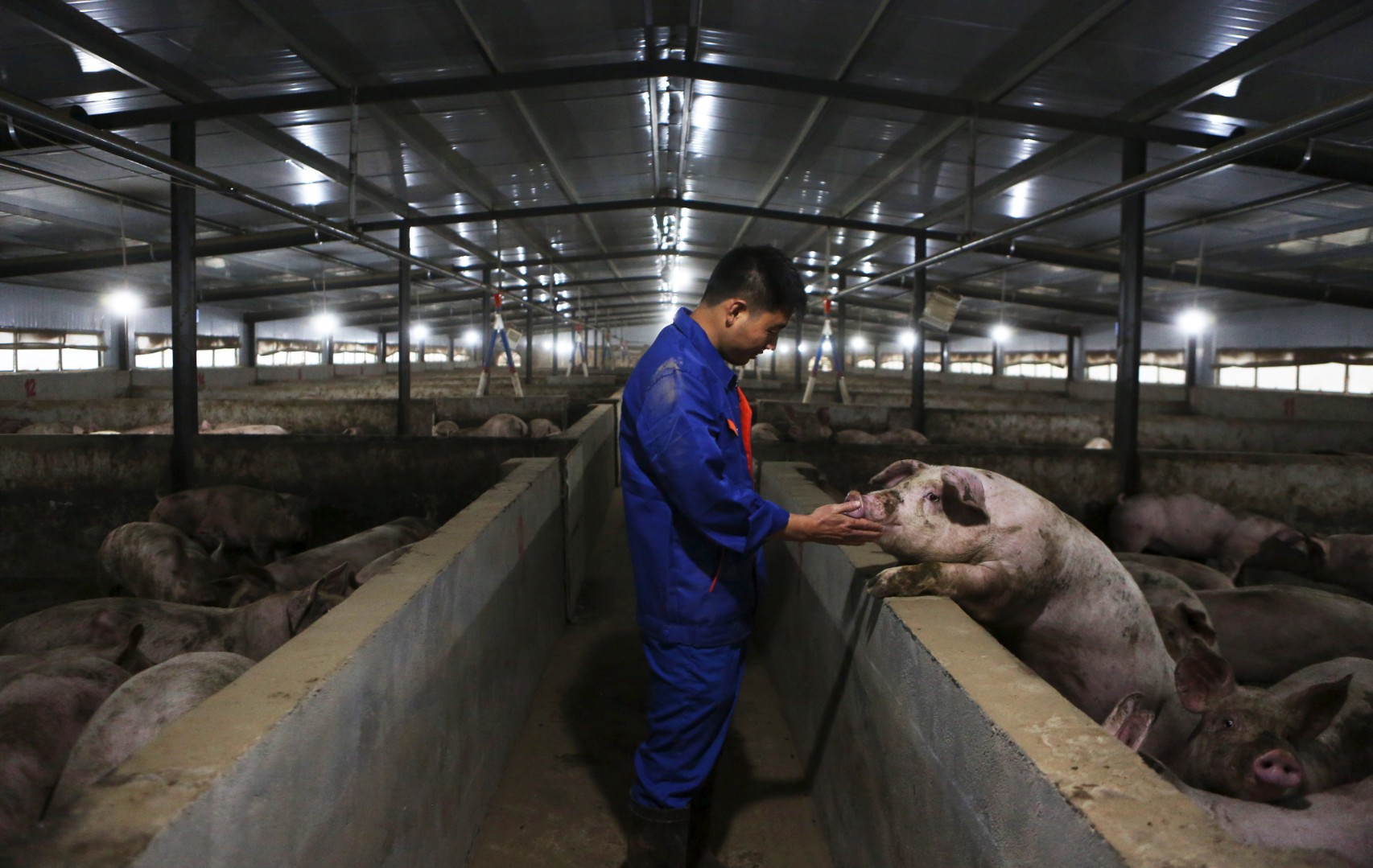 США ожидают снижения производства свинины в Китае в 2024 году