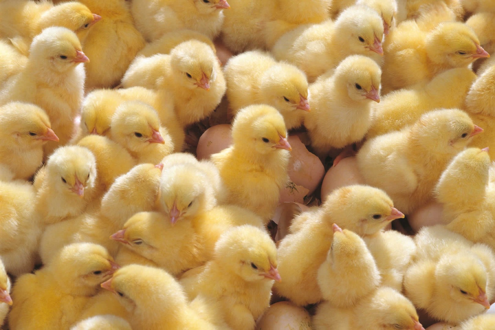 Почти 2 млн цыплят в год будет получать реконструированный птичник в Ульяновской области