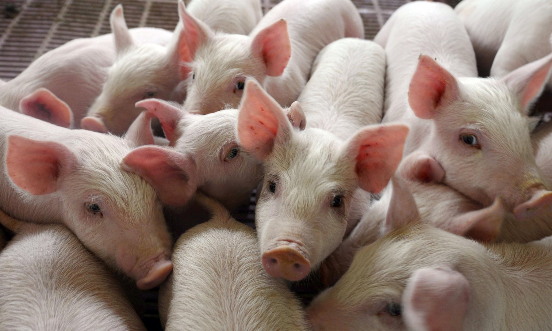 Имущество свинокомплекса в КБР не продали на торгах