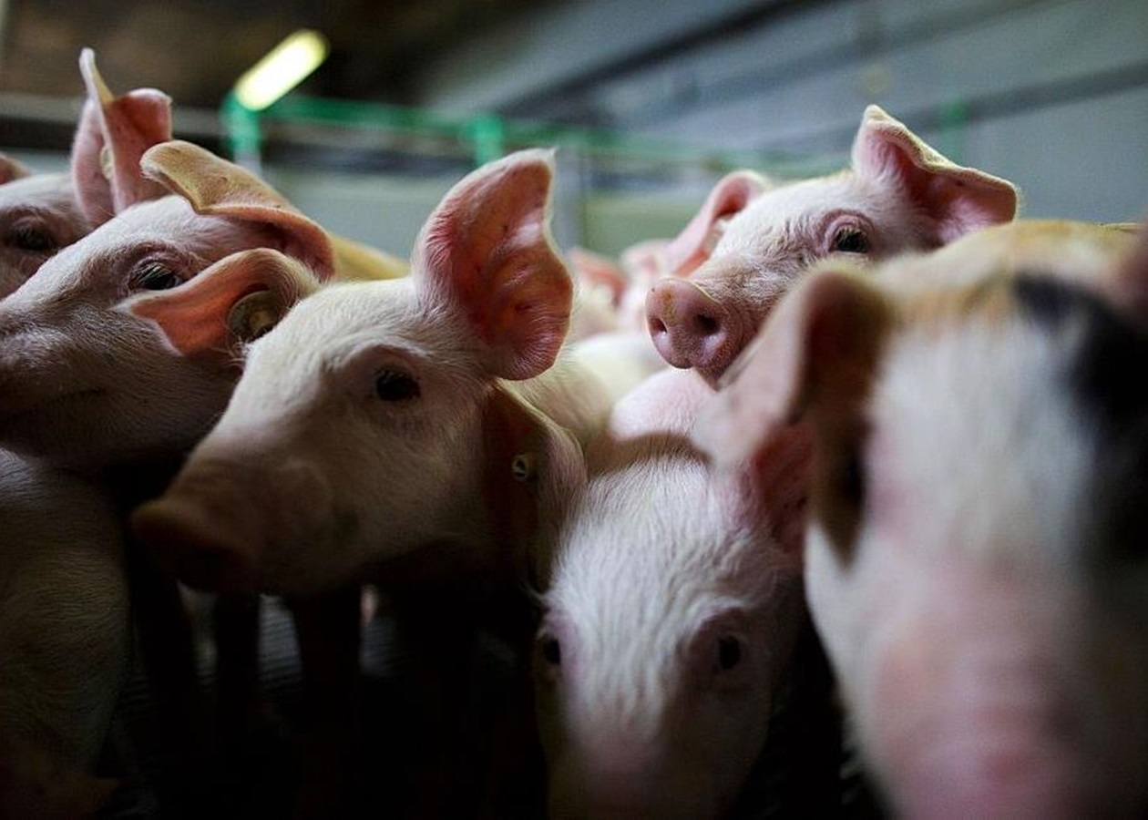 Китай разрешил ввоз свинины из России спустя 15 лет