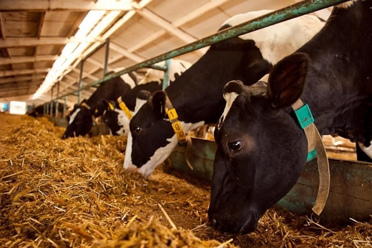 В Псковской области открылась первая ферма роботизированного доения