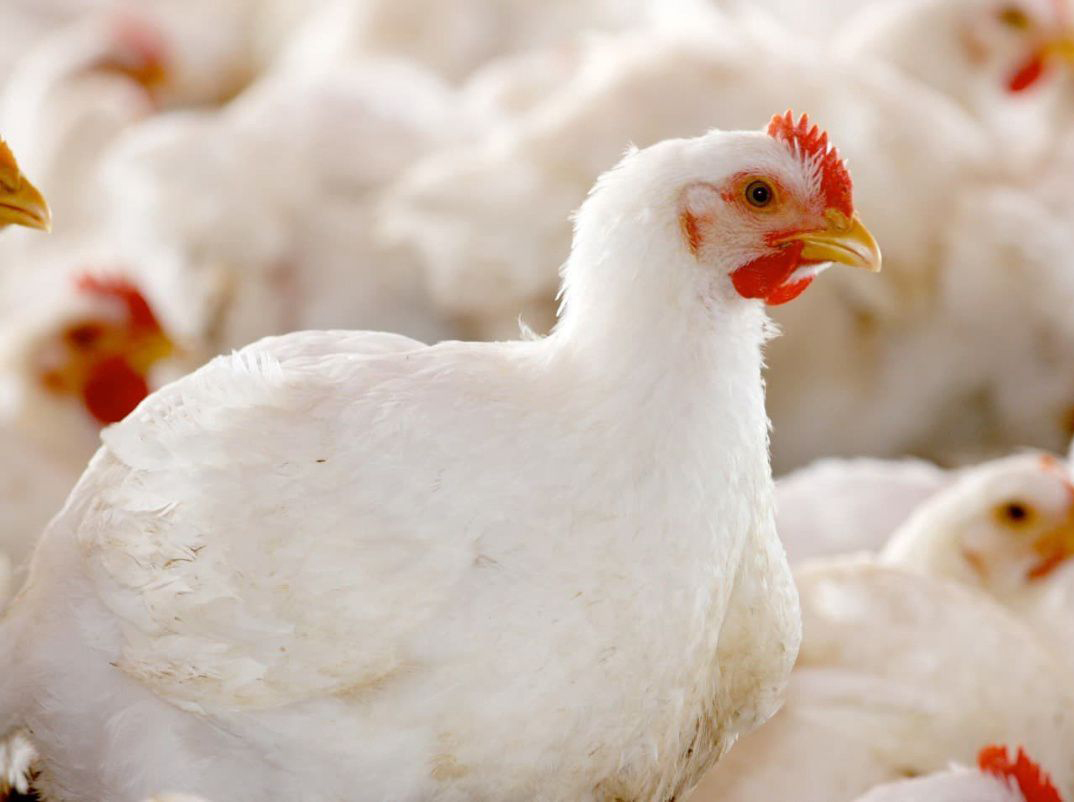 Дагестанская птицефабрика увеличит объемы производства
