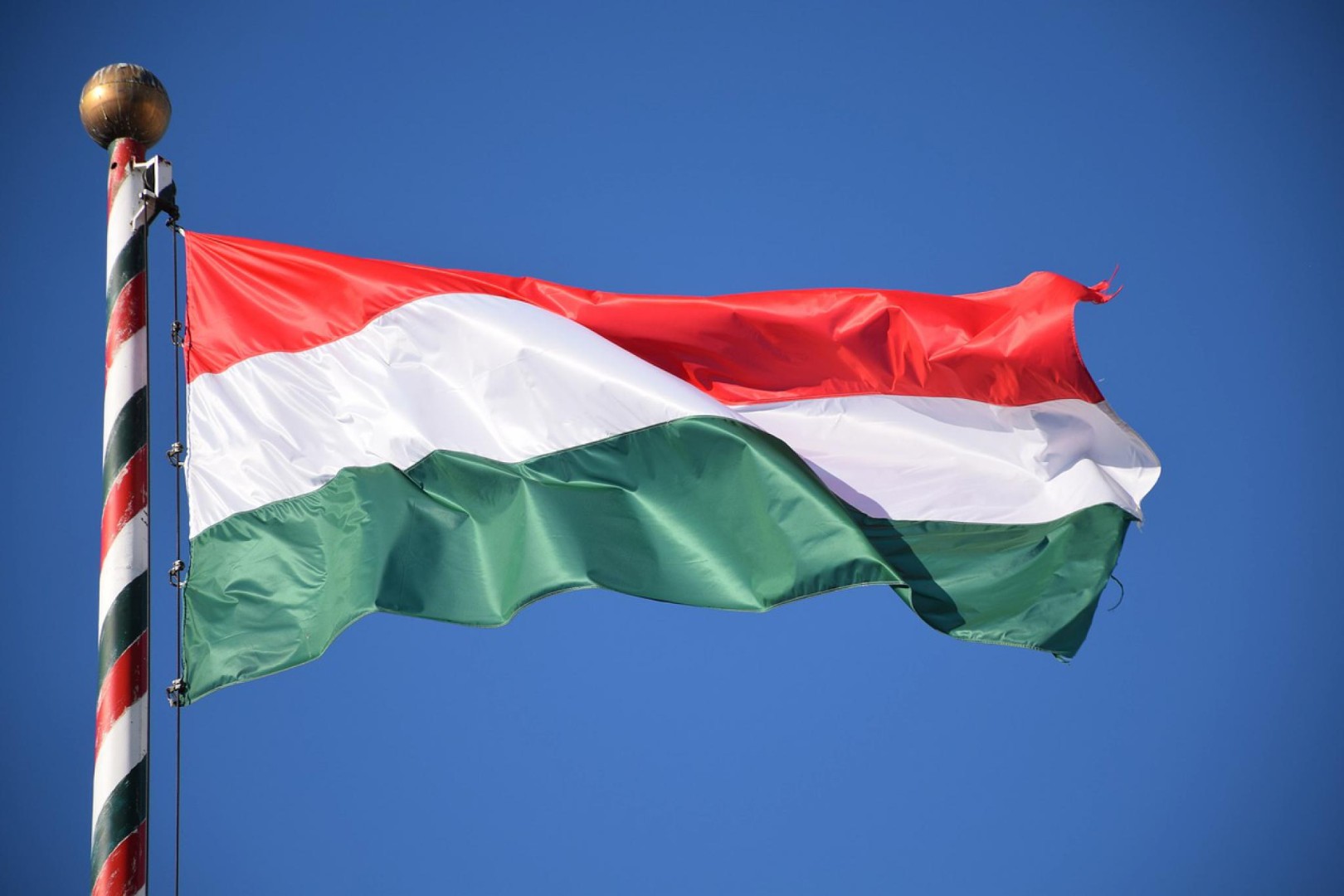 Венгрия планирует экспортировать голубиное мясо