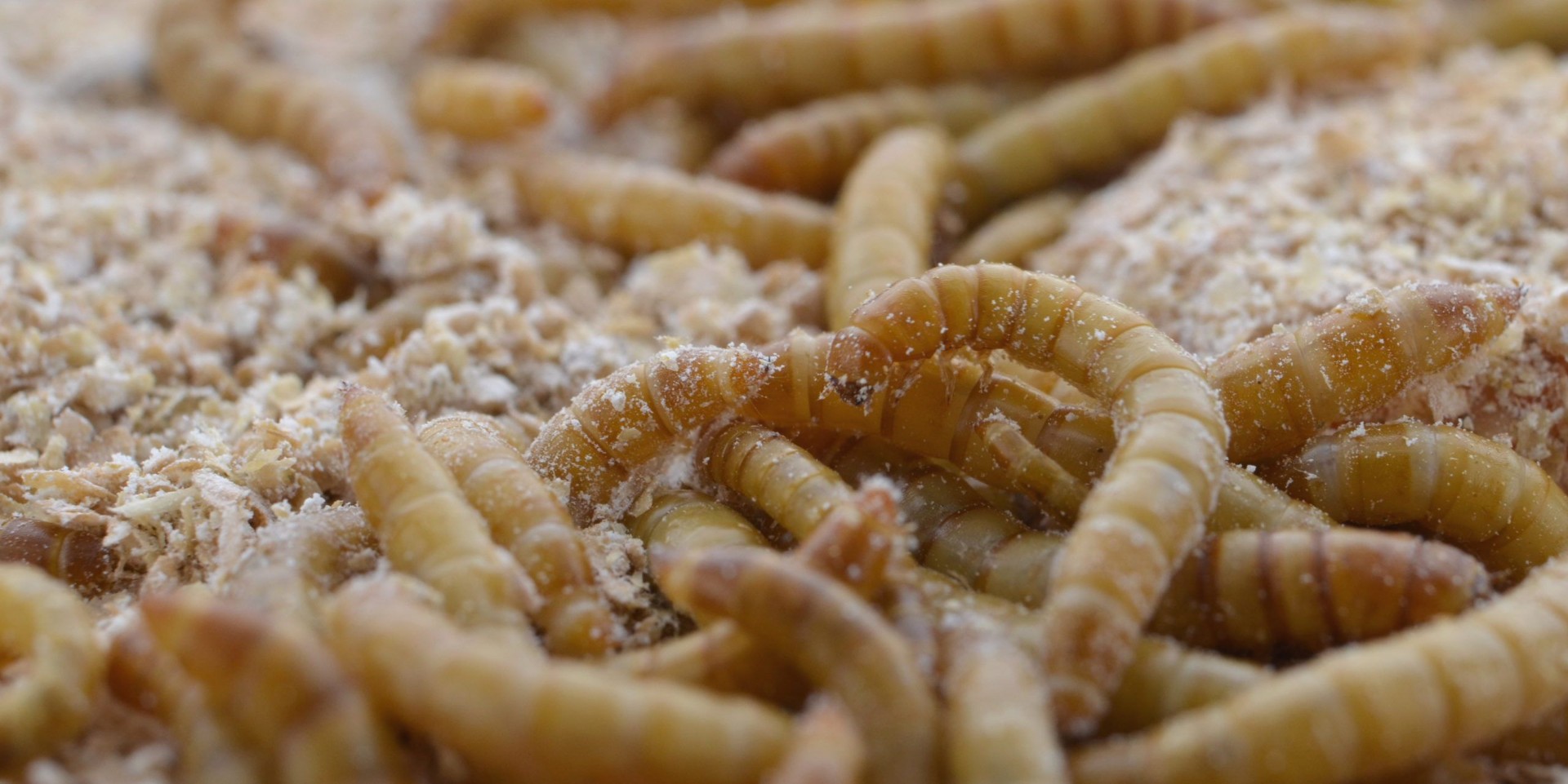 Правительство предложит россиянам сосиски из личинок насекомых