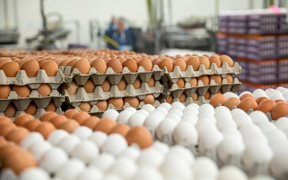 Птицефабрики в Новосибирске рассказали, почему растет цена на яйцо